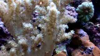 My Reef 30th Dec 2013 screenshot 4