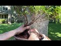 A re-pot of the Thuja mom planted. 3-Jun-2023