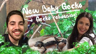 CUTE BABY GECKO + Housing baby leaf-tailed geckos (Uroplatus phantasticus)