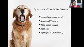 Canine Vestibular Disease: A Common Senior Dog Malady