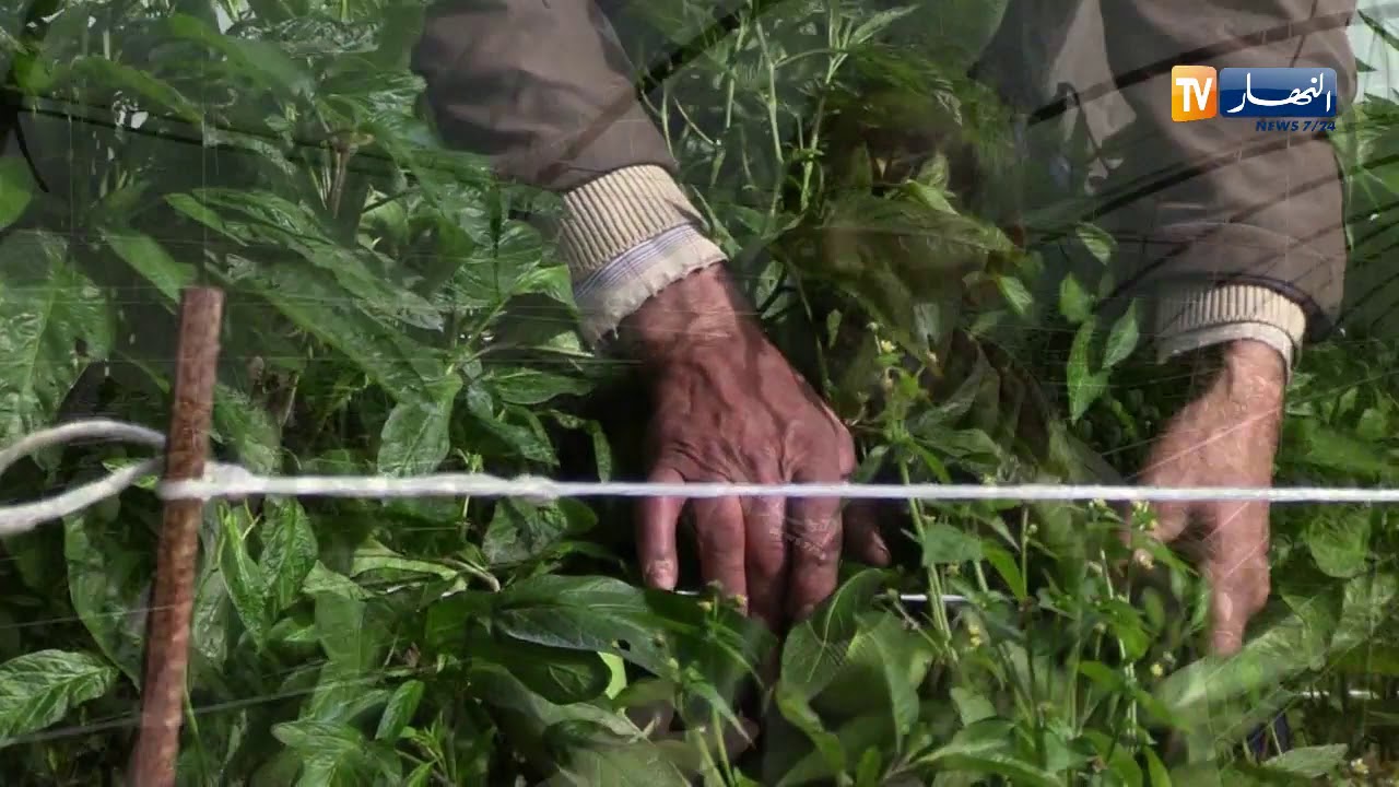 فلاحة/ فاكهة 