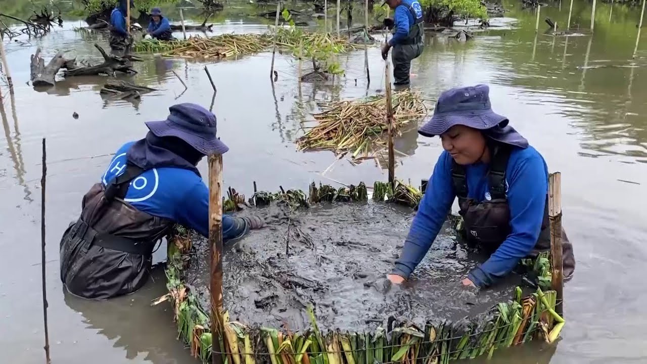 Hechos del Agro - Restaurando con chinampas