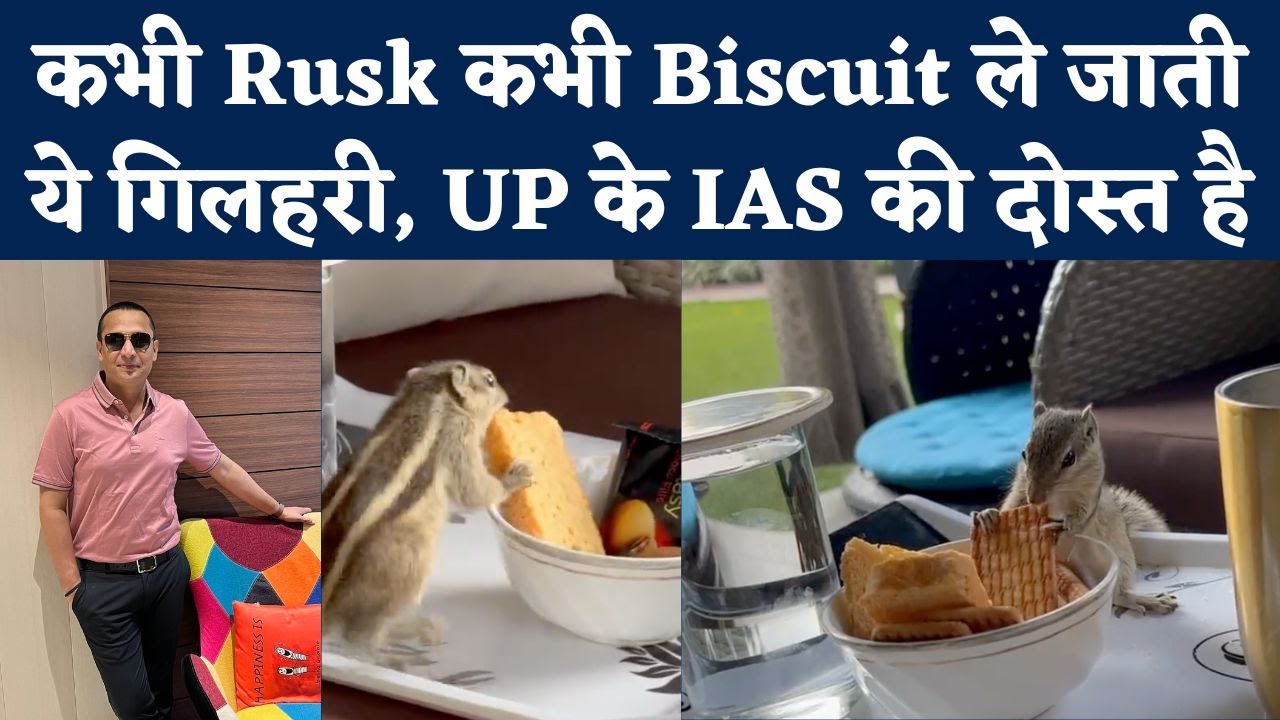 Kanpur: बड़ी मेहनत से कटोरी से Rusk मिला, IAS के घर गिलहरियों की ये ...