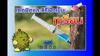 เทคนิคและวิธีฝังเข็มทุเรียน #โรคทุเรียน #รากเน่าโคนเน่า #ไฟท็อป