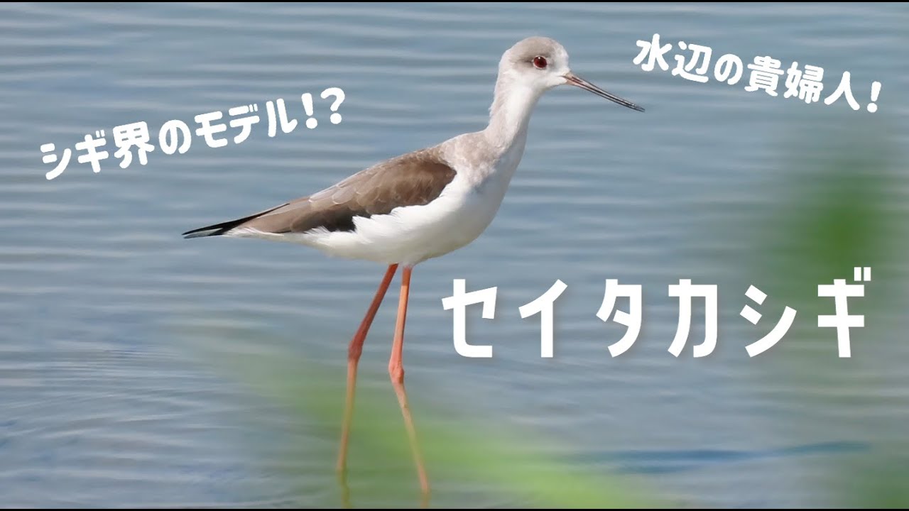 伊 佐沼 野鳥