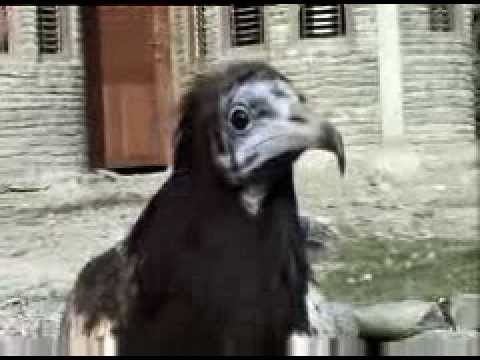 Parahawking - Hawkman of the Himalayas
