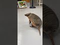 自由気ままにお散歩するアルマジロ Short アルマジロ 動物