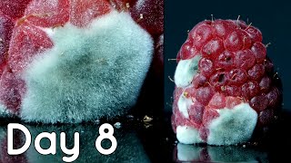 Extreme Macro - Hairy Raspberry Time Lapse