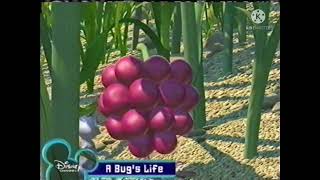 Disney Channel Screen Bug a Bugs Life january 10 2005
