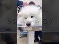 【病院】モフモフ過ぎて注射打つのもひと苦労するサモエド #samoyed #サモエド #癒し