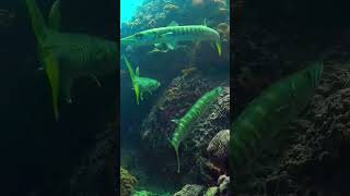 Yellow tail barracuda| #youtubeshorts