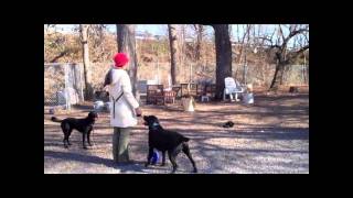 Tail Wagging Contest