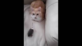 NEW CAT TOY ALERT! Plush Catnip-infused "Squeaky Mouse" - Reveal screenshot 2