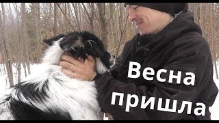 Нет собаки? Есть! Встретили ВЕСНУ. Прогулка поднимает настроение! Нет собаки? Есть! Встретили ВЕСНУ. Прогулка поднимает настроение!