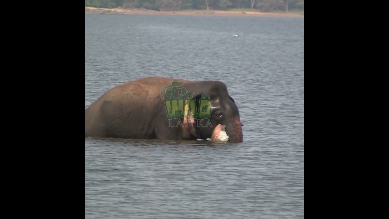 Wild Elephants in Their Natural Beauty 🐘