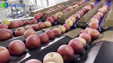 4 lane optical color sorter weight grader apple sorting grading machine fruit vision sorting line