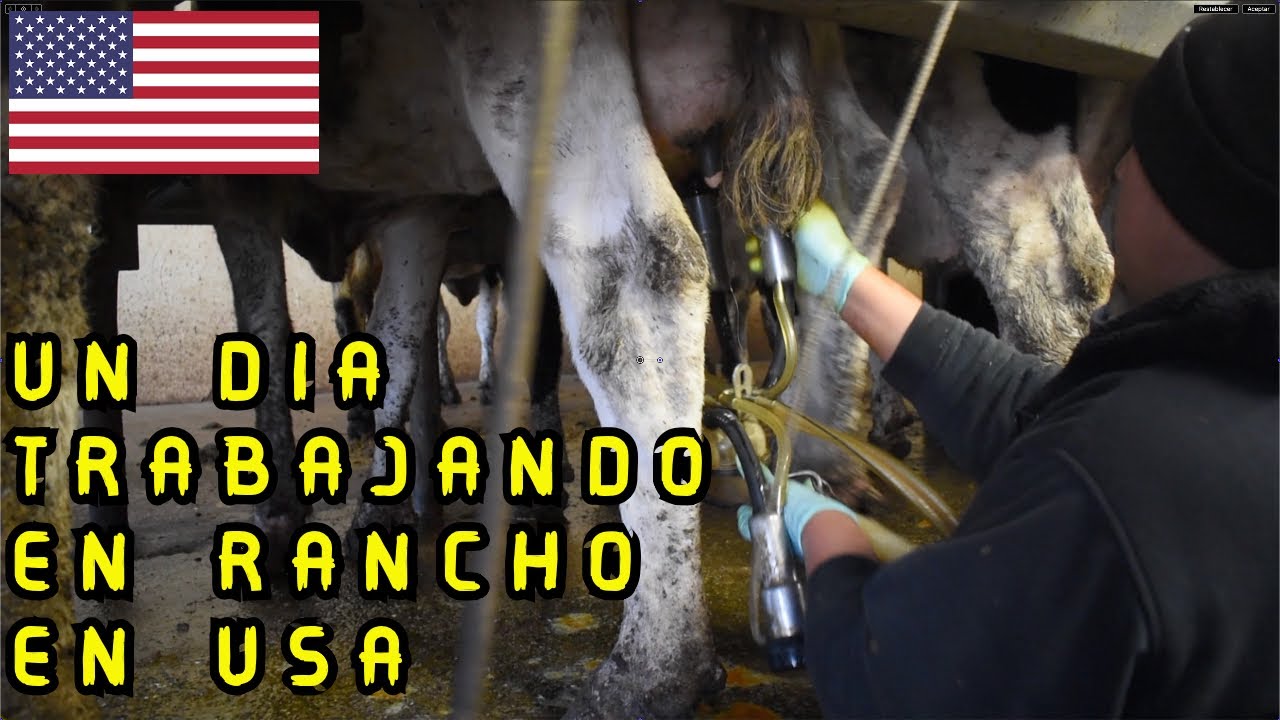 ORDEÑANDO VACAS EN USA🇺🇸 como se hace?🐮🥛 - YouTube