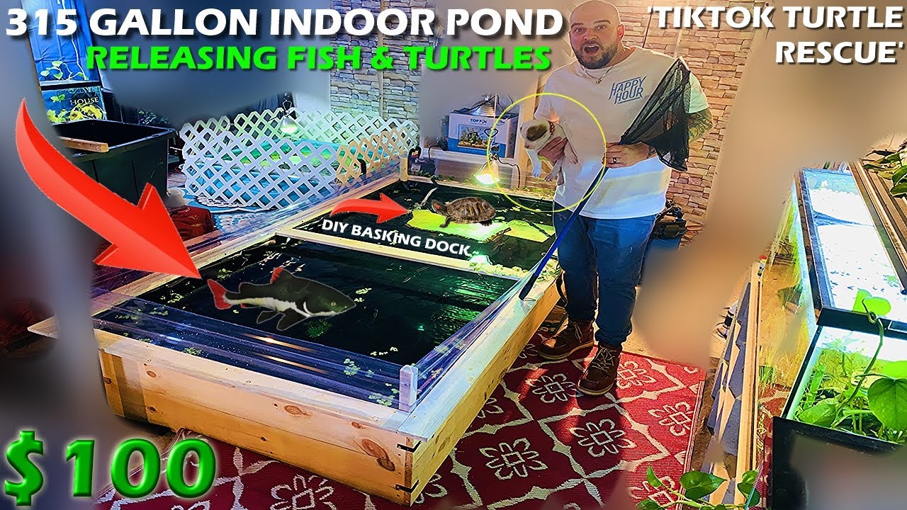 Выпуск хищных рыб и черепах. Самодельный крытый пруд за 100 долларов + самодельная площадка для к...