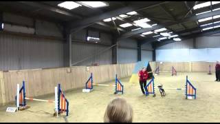 Willow ABAA 27.2.16 Elementary Agility 4th