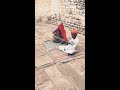 Marwari song at Mehrangarh Fort Jodhpur ❤️ Mp3 Song