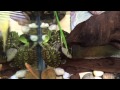 Red Eared Sliders Eating Romaine Lettuce