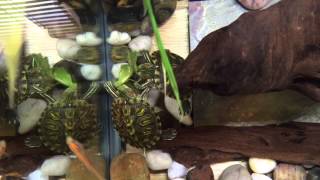 Red Eared Sliders Eating Romaine Lettuce