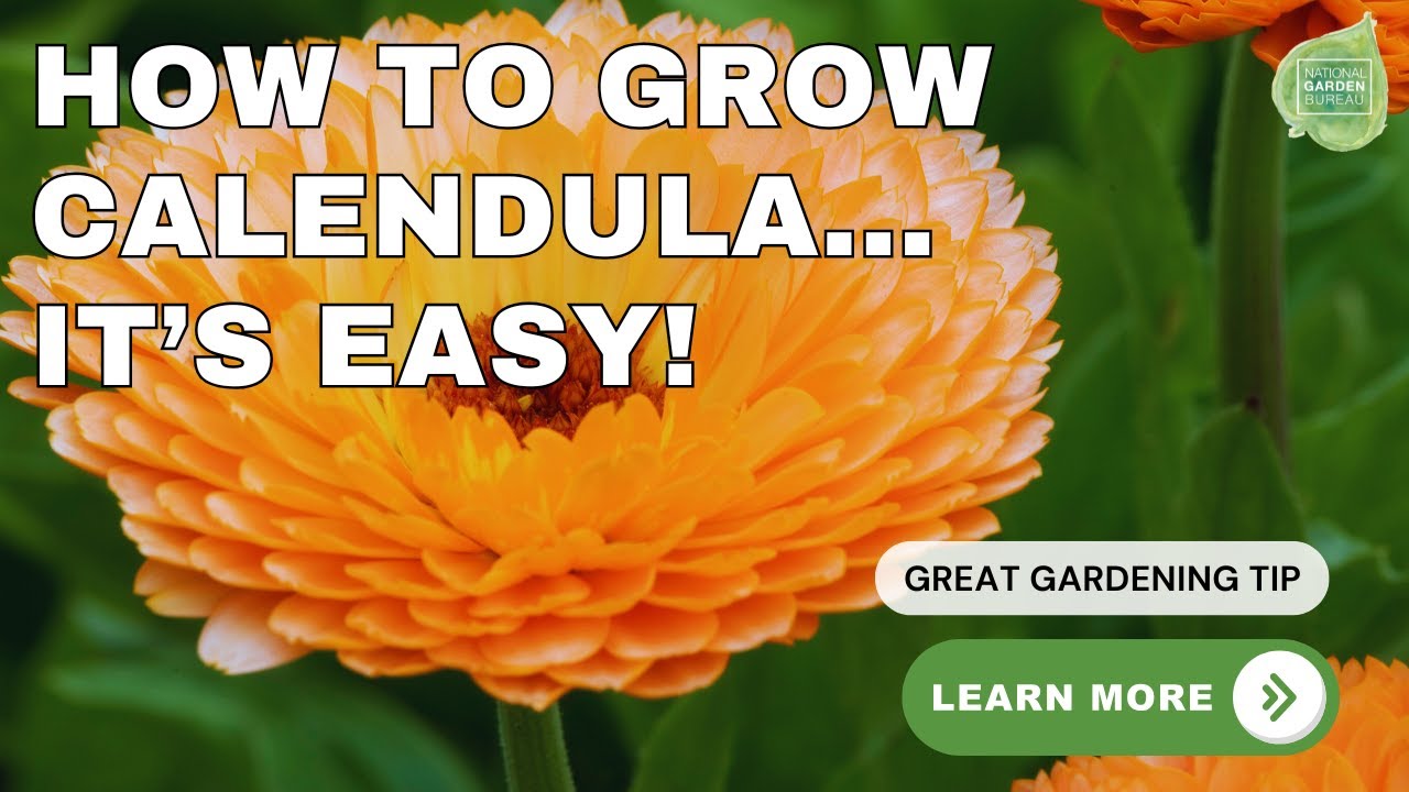 Ask the Experts Calendulas Beginner's Guide to Growing Calendula | Home ...