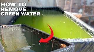 HOW TO REMOVE GREEN WATER IN YOUR POND | Crystal Clear Pond Water