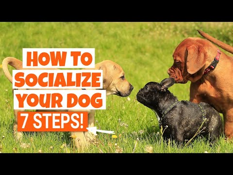 Seven steps to socializing your dog [Upd. 2 days ago]