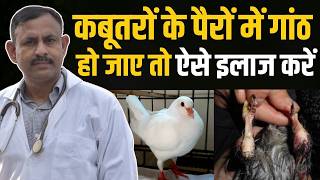 कबूतरों के पैरों में गाठे हो जाए ऐसे इलाज करे | Pigeon Treatment | Dr Nagender Yadav