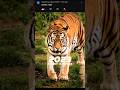 2023 tiger  vs 5000 bce tiger viral shorts
