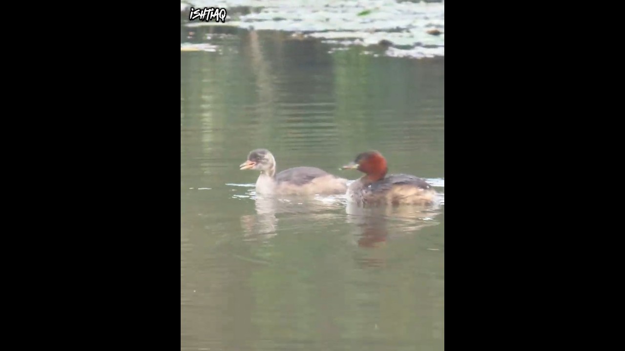 Aquatic birds in lake Srimangal 🇧🇩  