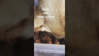 Bleib und Futter suchen…Korken gibt’s im Weingut Martin Conrad