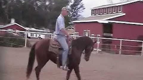 CHOCOLENA DUN DID IT, 2007 Gelding For Sale Now Training with Tom Foran