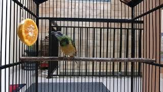 Download Lagu Cungkok trotol Jel lee power full MP3