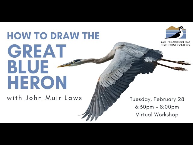 How to Draw a Bird – Wildsight