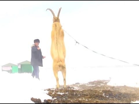 Адамга үйүр кайберен