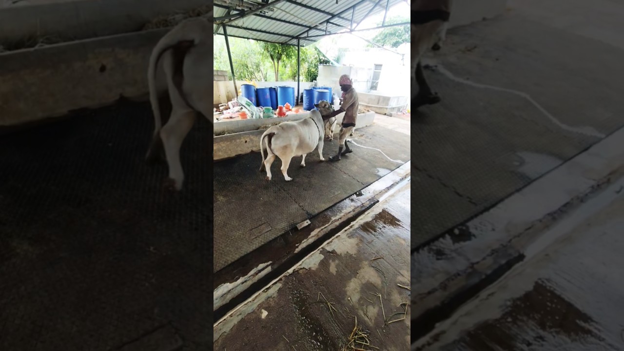 cute punganur cow's and natural breeding