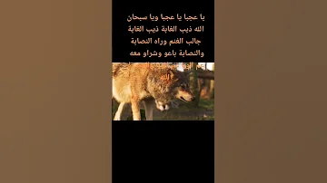 يا عجبا يا عجبا ويا سبحان الله ذيب الغابة لمجموعة جيل جيلالة 