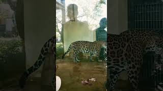 Im at zoo!#zoo #shorts