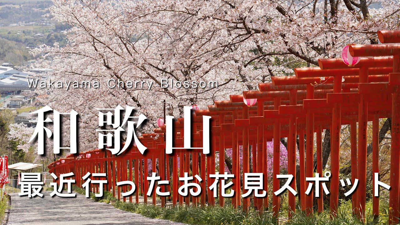 【和歌山】最近行った和歌山の桜スポット🌸｜和歌山お花見の名所紹介