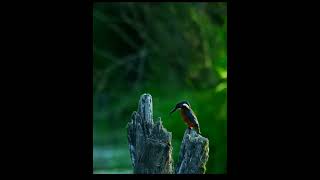 this sound ❤️ #avians #birds #birdslove #nature