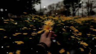 Dandelions Edit Audio - Underwater Effect