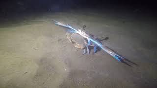 Divei̇stanbul Hatay Gece Dalışı Mavi Yengeç 01 Aralık 2019