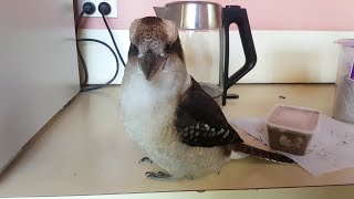 Kookaburras Raid My Kitchen - Part1