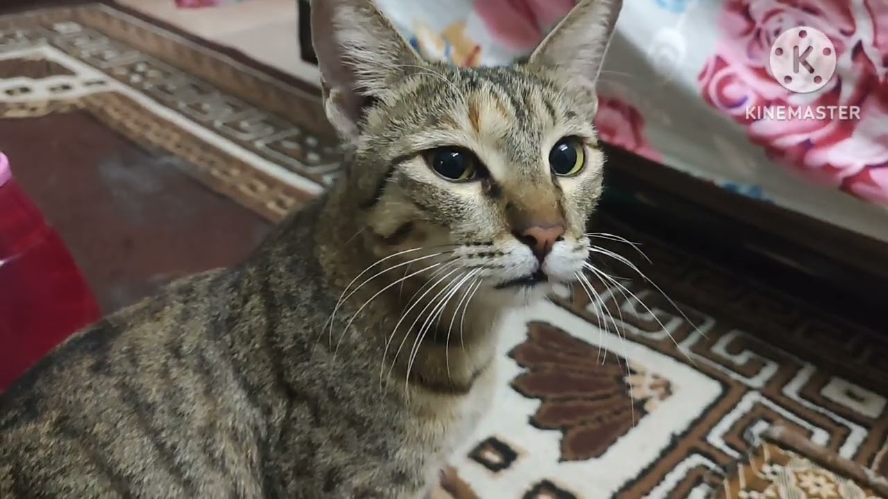 4th Seheri Mubarak Ho ||#shortvideo ||#vloggingchannel 