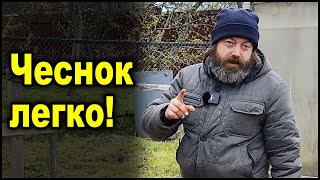 Подкормка чеснока весной после зимы. Как легко и просто получить богатый урожай чеснока.