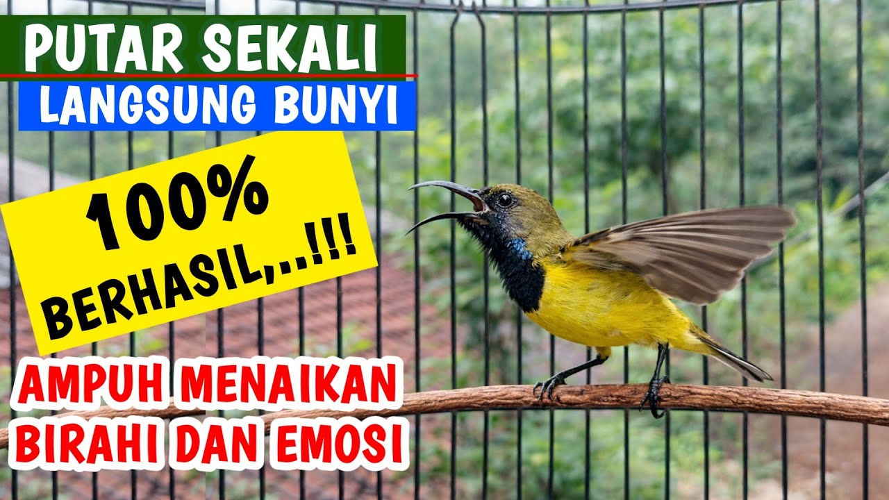 Pancingan Sogon Agar Bunyi, Putar Sebentar Langsung Emosi Bongkar Isian