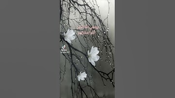 من الزمر القارئ صالح الأنصاري