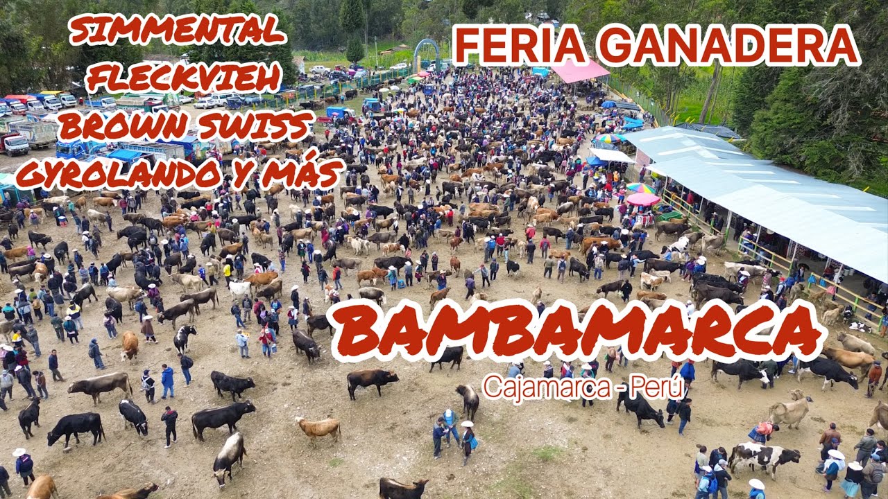 GYROLANDO SIMMENTAL FLECKVIEH BROWN SWISS CRIOLLOS porcino equino caprino ovino y más - parte 2